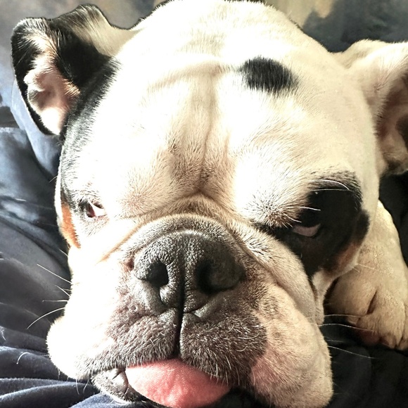 Faux Paux Fashion Dog Collar - Picture 2 of 6